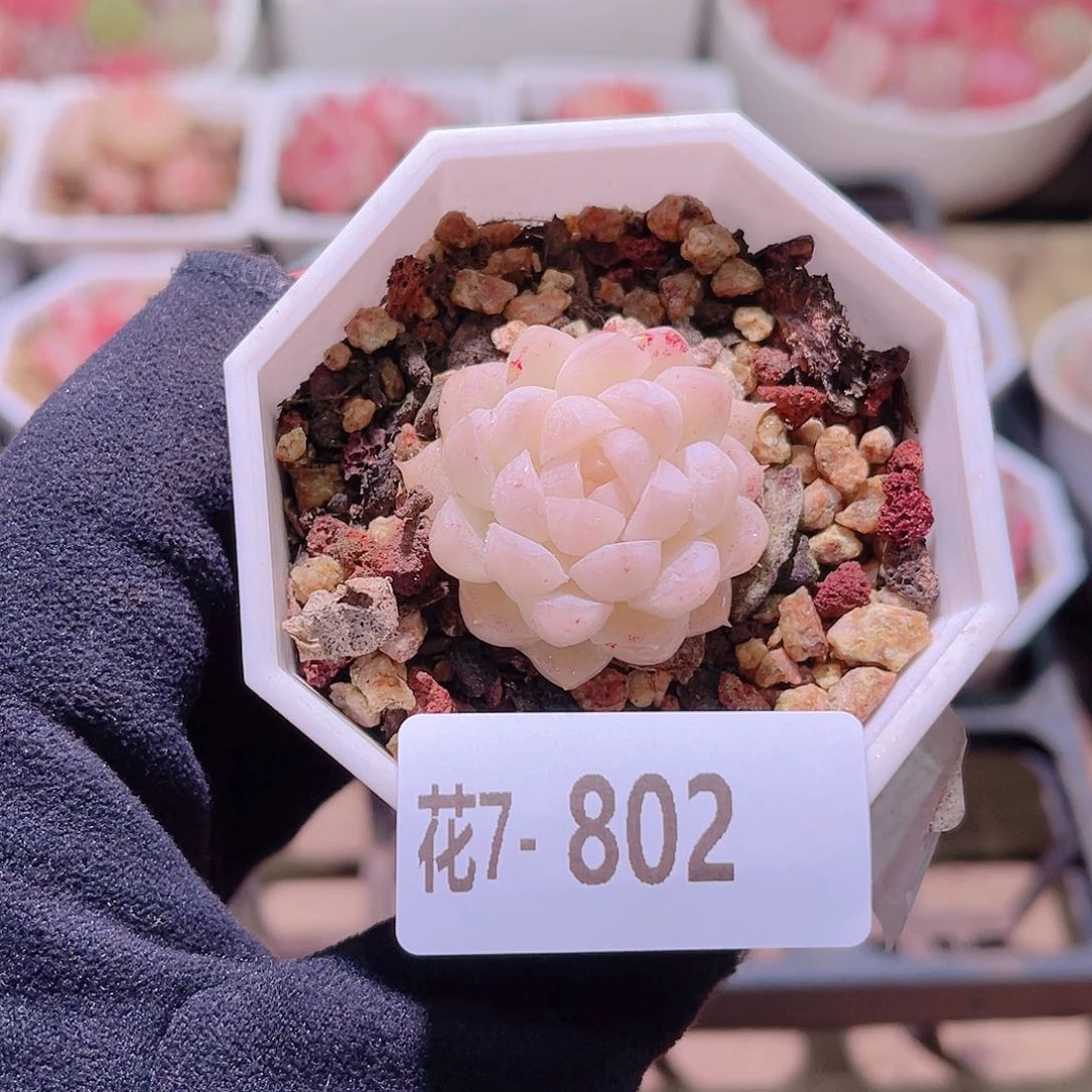 花利美7-802明月心 微瑕