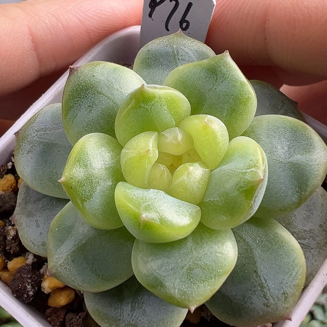 P76甜心。大母本。