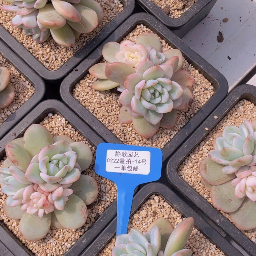 0222-14-大群多头梦露锦福利一颗