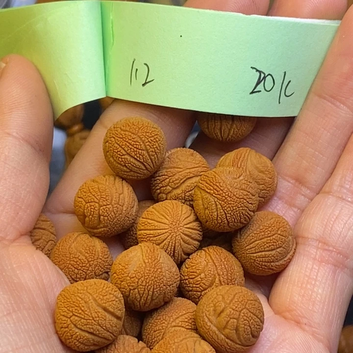 桃核吊坠秦岭龙纹桃核12尺寸