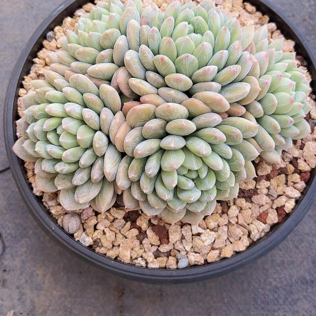 百达翡翠1111111111111