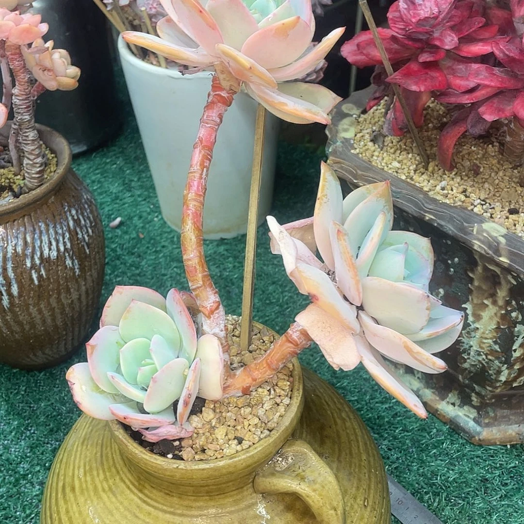 雪凤一物一拍28包邮非偏远