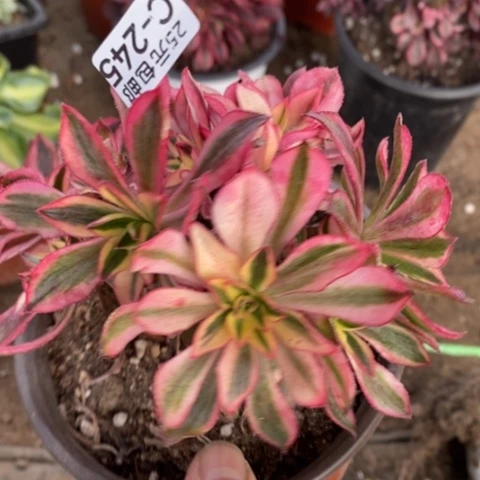 245魅影砍过满25包邮多肉