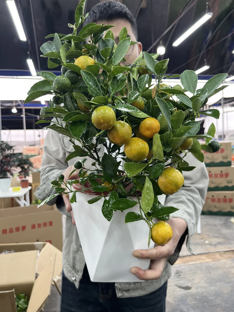 金桔带果发货四季盆栽绿植适合室内外观赏可做盆景