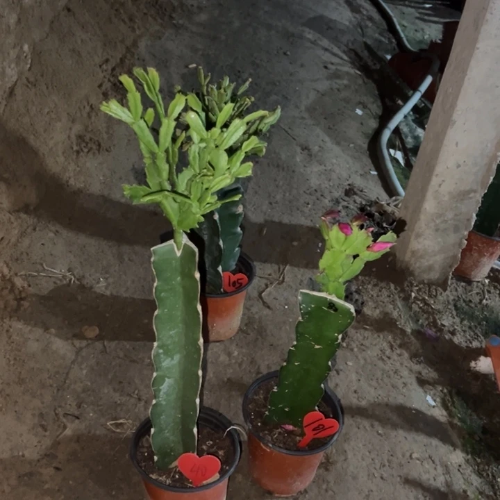 碧***荷当前无花栽培后可以开花045  40  083  101