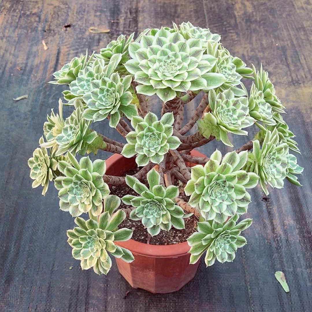 法师多肉哈哈哈哈哈