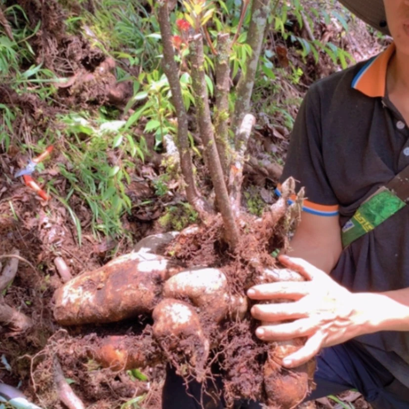 【闪购商品】无花朵