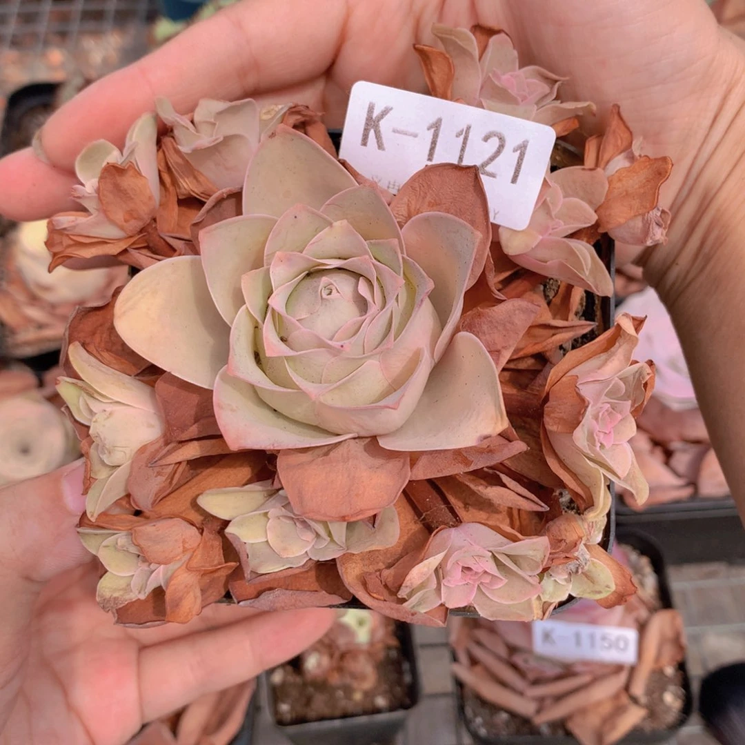 1121会掉侧芽不售后