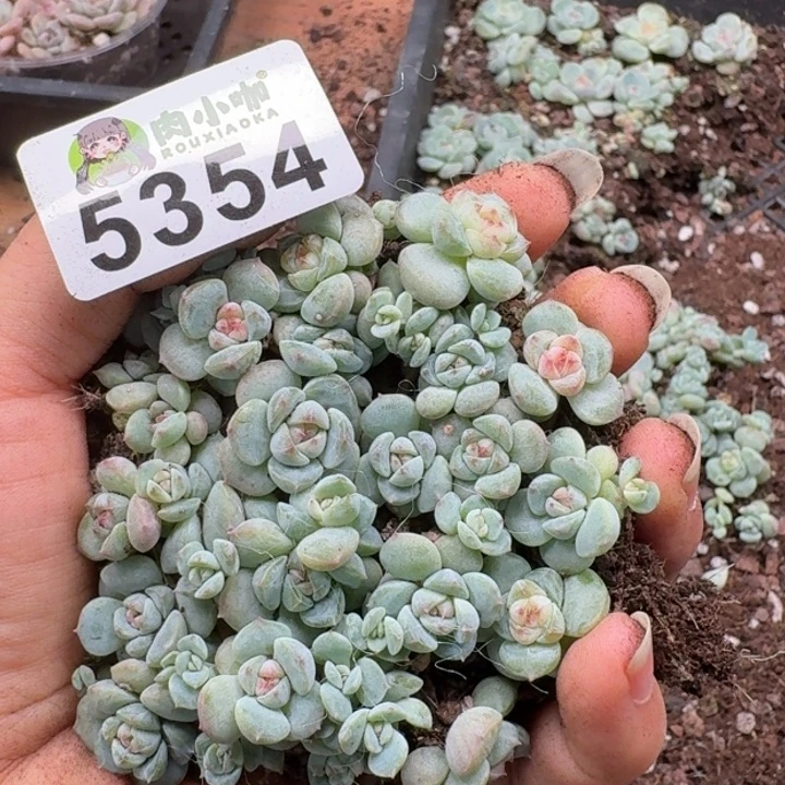 多肉植物多头植物