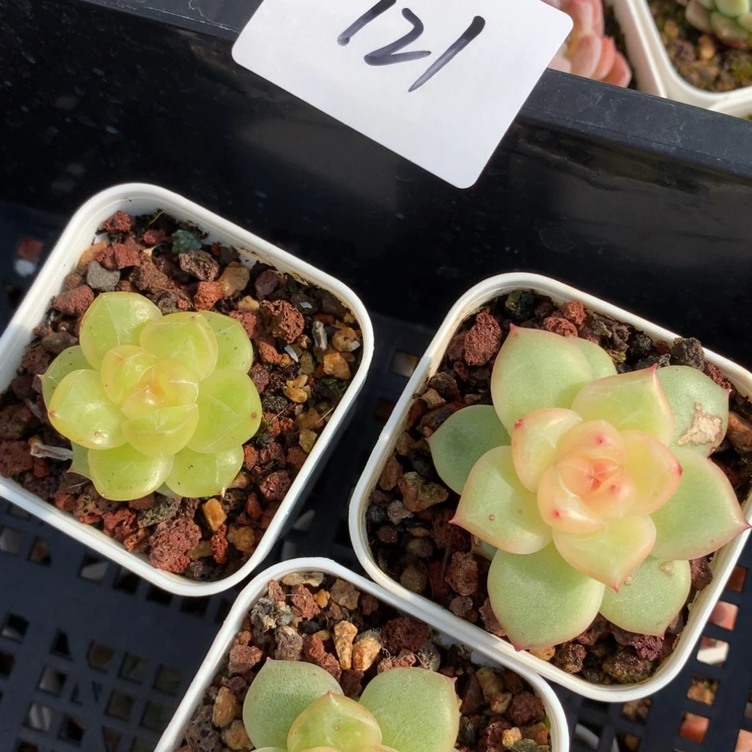 0627-121 珍妮三颗