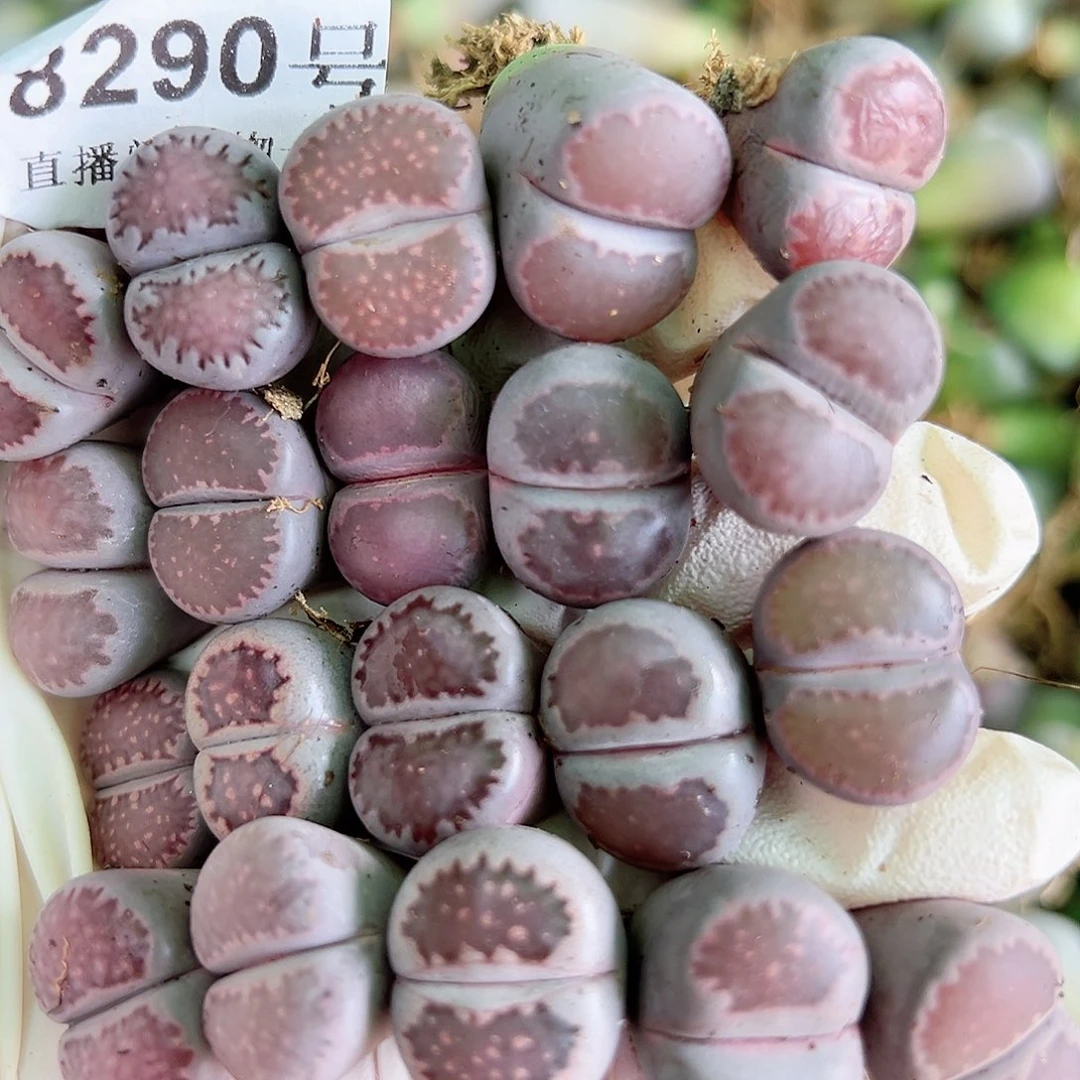 8290 好养易活生石花大母本20个