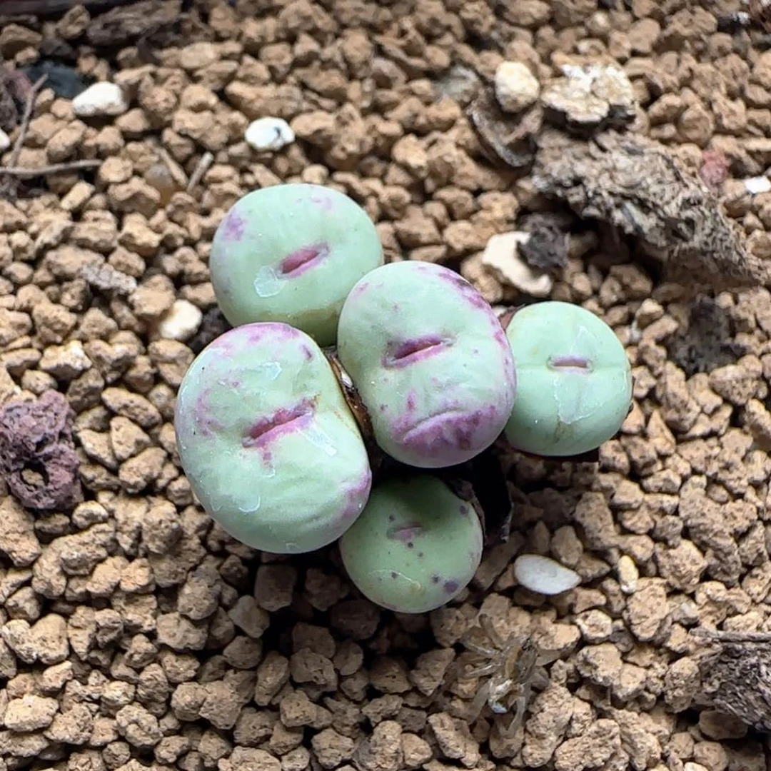 148小红嘴一群。