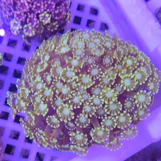 智海海洋珊瑚馆 竞拍链接