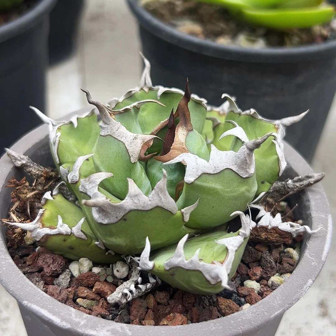 姬仁一物一拍偏远不包邮不退不换