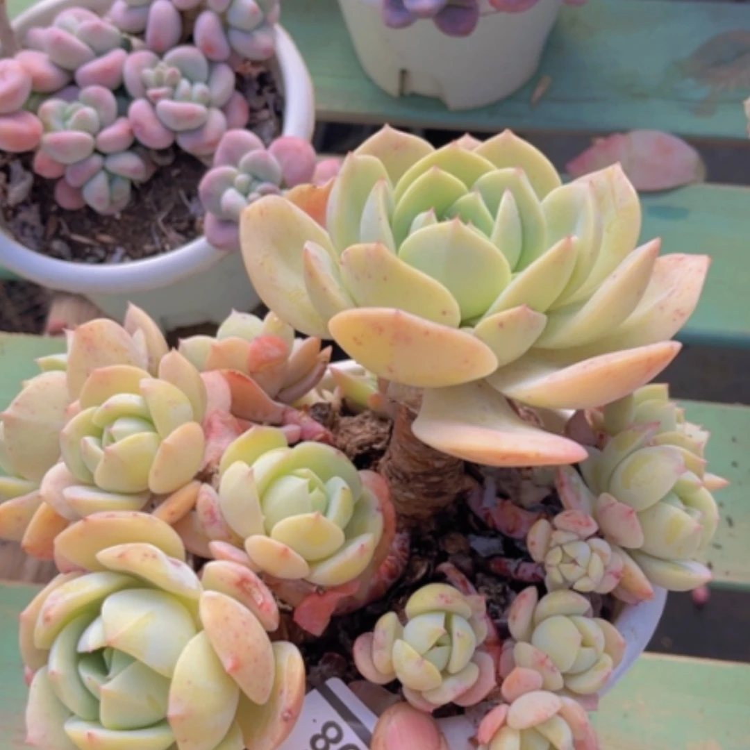 【闪购商品】恋曲1308