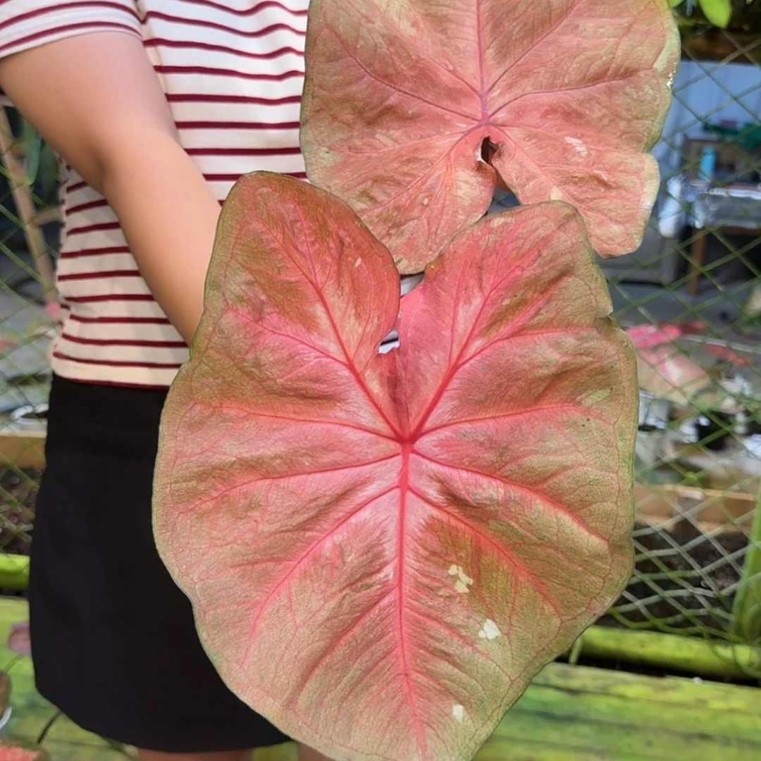 粉海王母本!!!!!!!!!