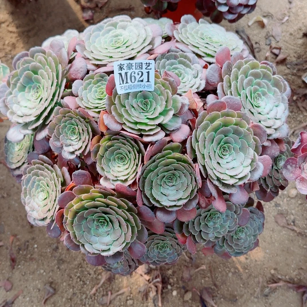 黑骑士发师621冠幅40
