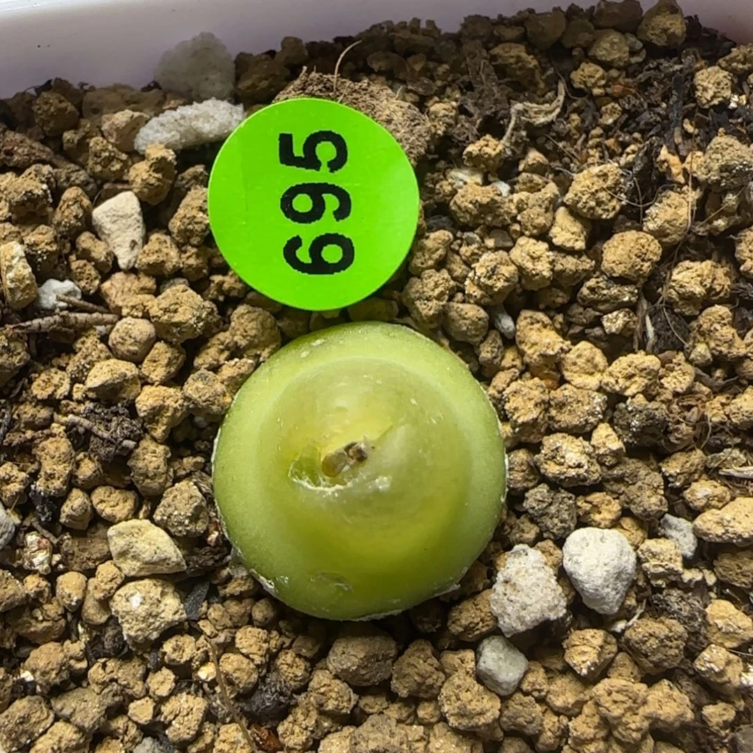 大葫芦1.4多肉植物695