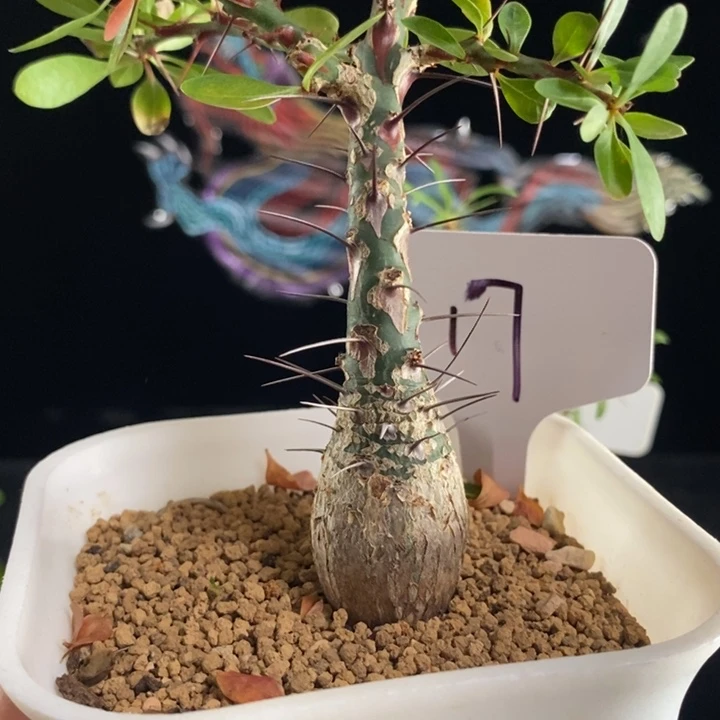 龙少园艺～簇生福贵花