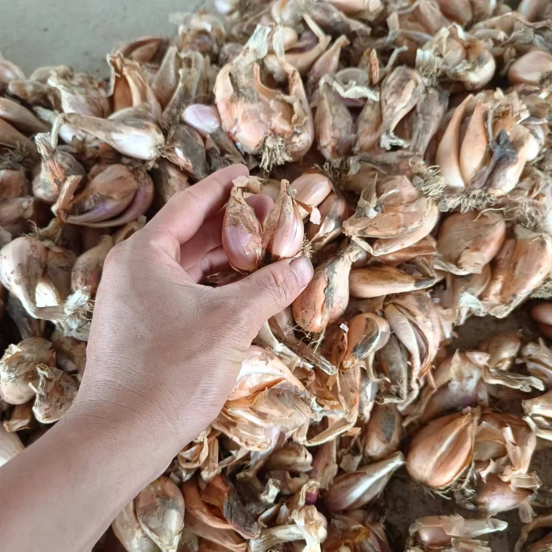 农家直发黄葱头小葱头盆栽四季种植香味浓长势好干萝卜