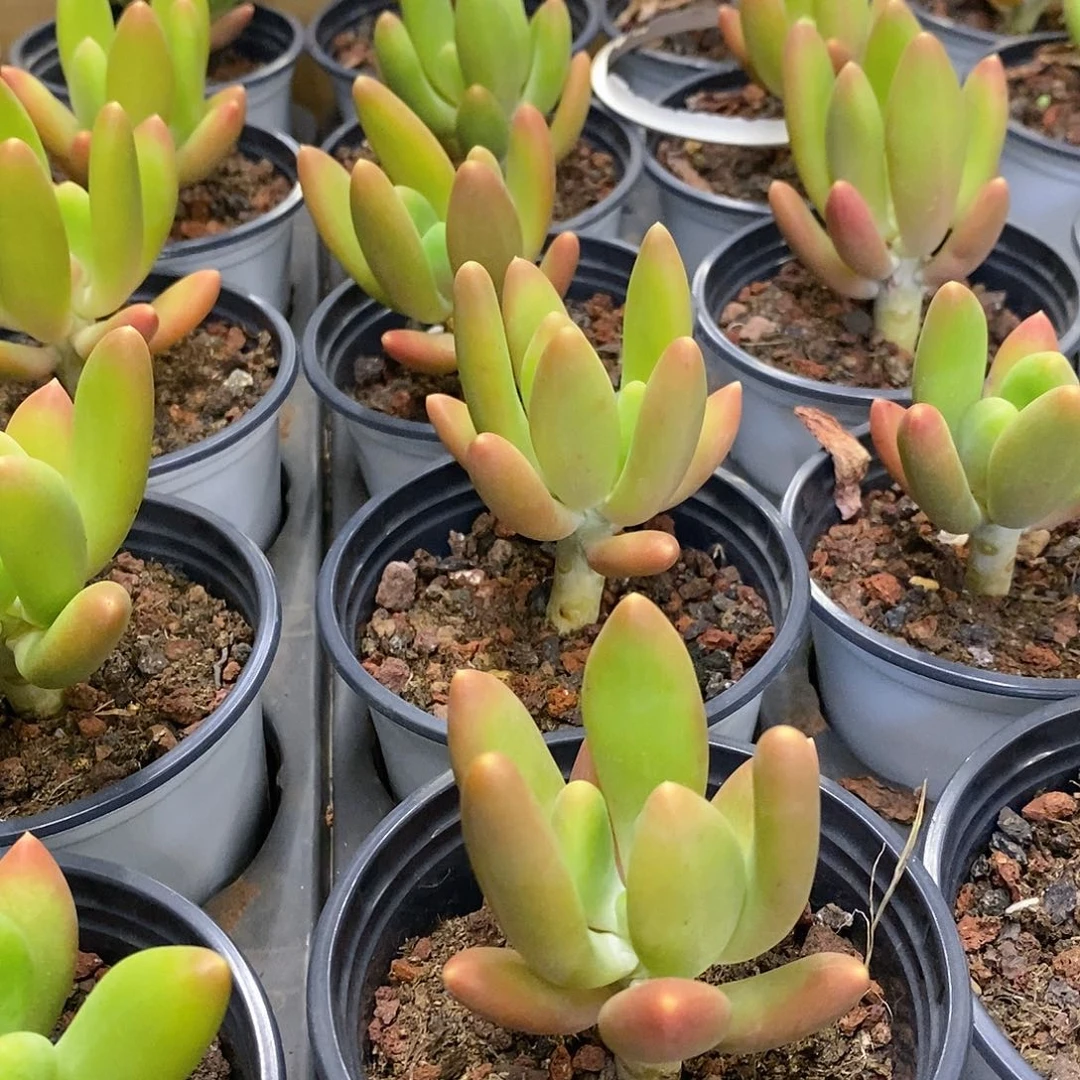 团。金蟾。福利多多