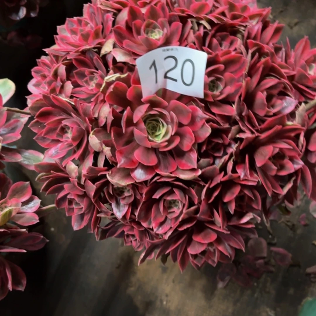 多肉植物福利120福利