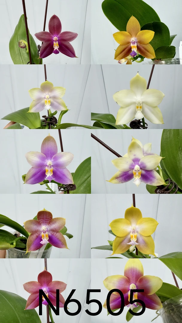 n6505 紫玉交弥陀公主 少根 2.5寸 开花株 微瑕疵鲜花绿植