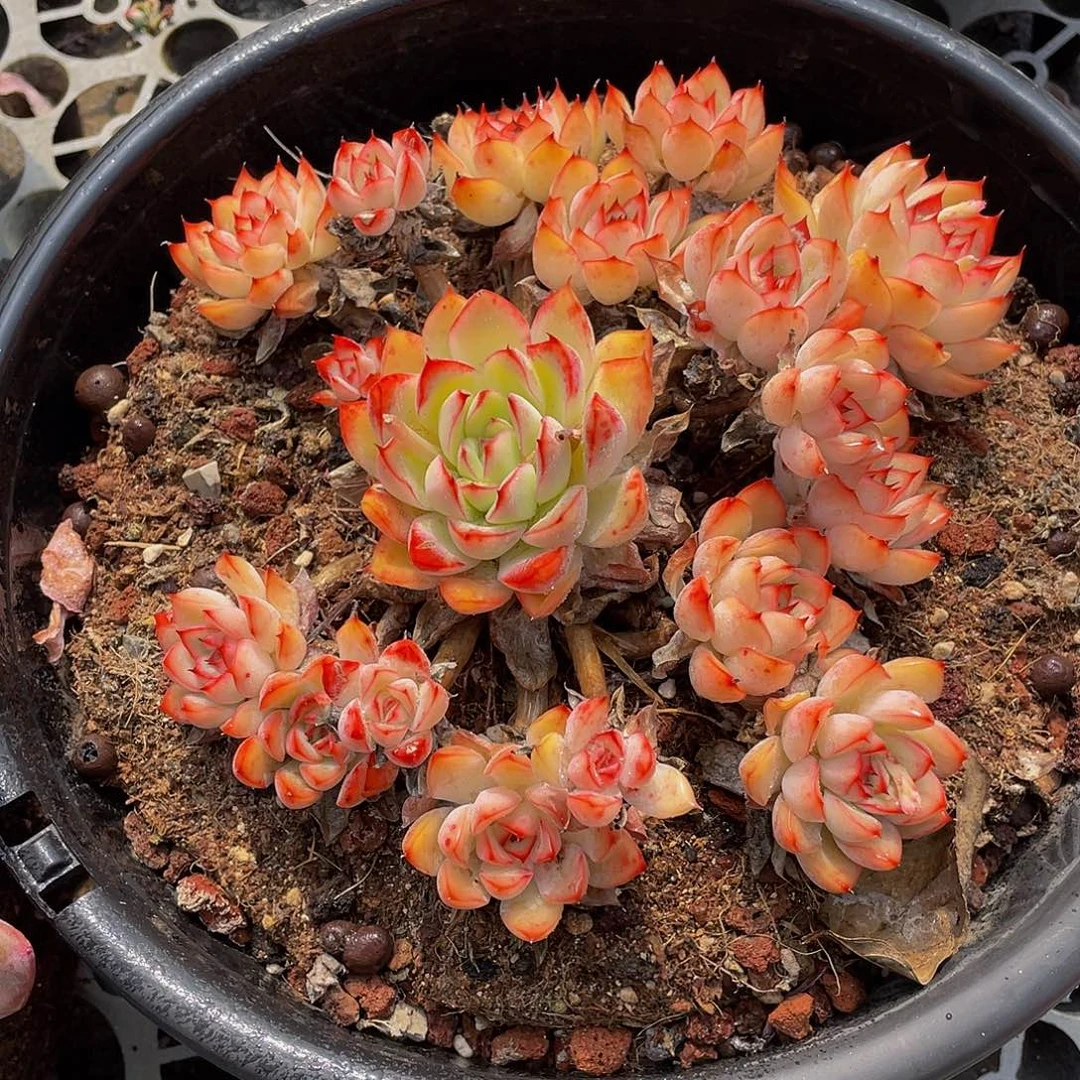 何花仙子多肉植物2245