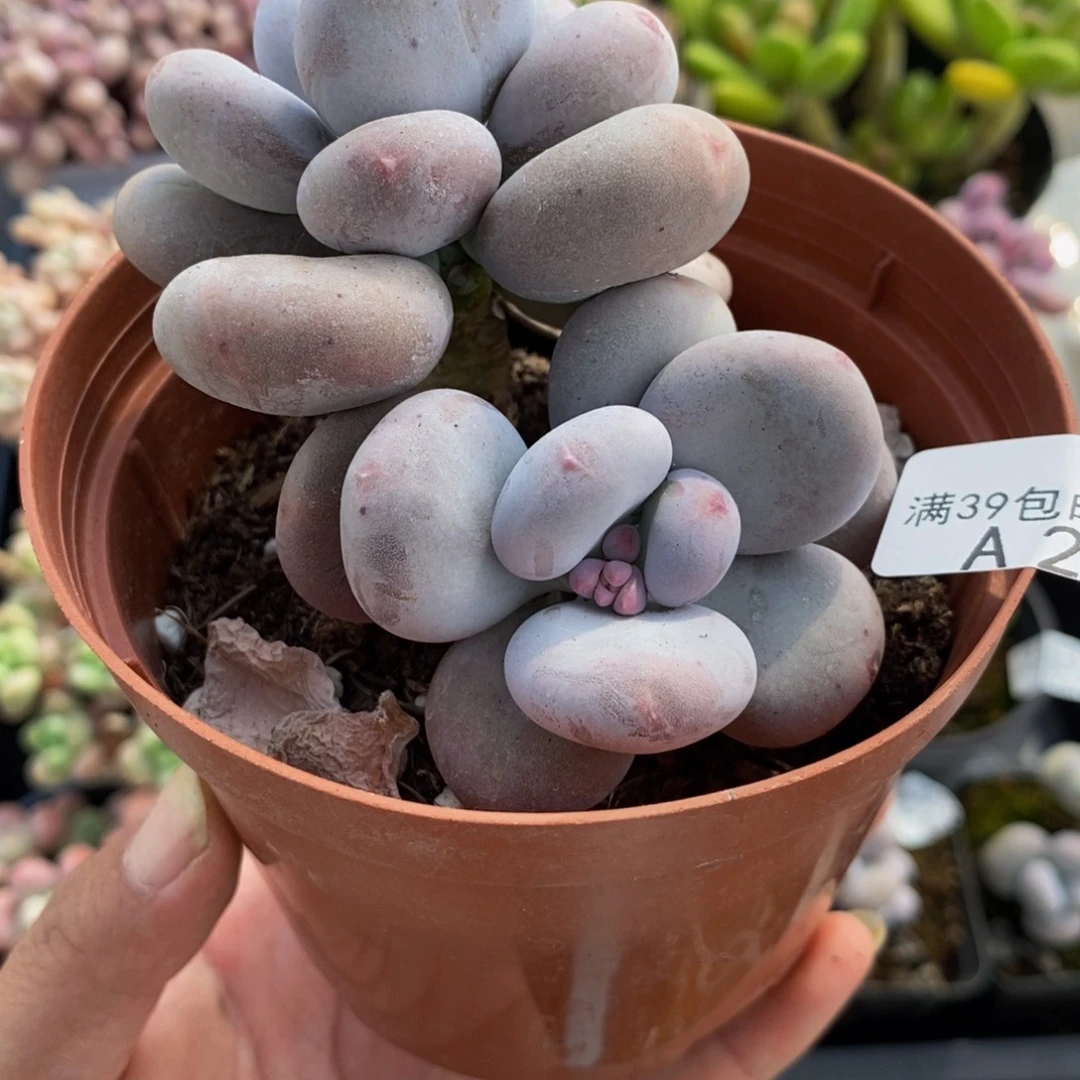 2403大姨呢8cm多肉