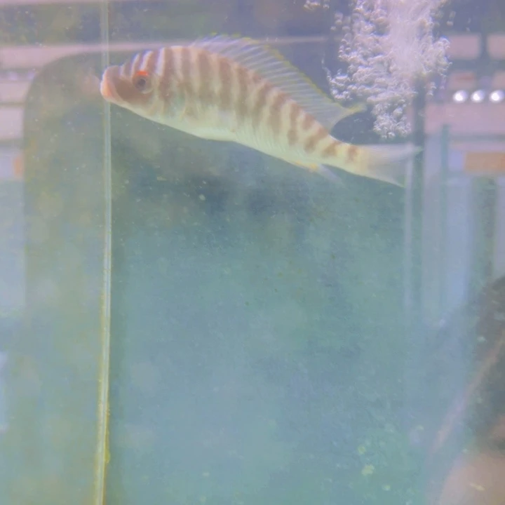 海水野生红眼细龙王911