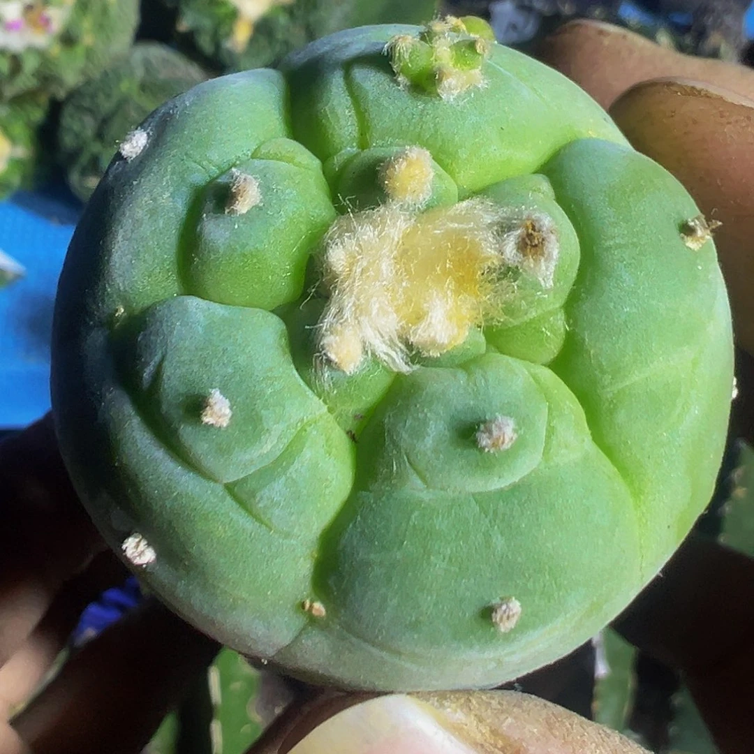 五棱大尤仙804仙人球