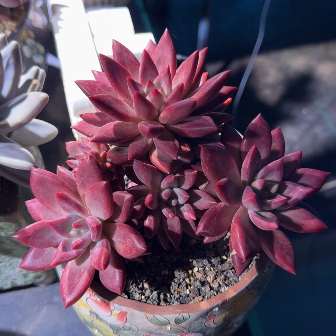 知音 老桩 一物一拍