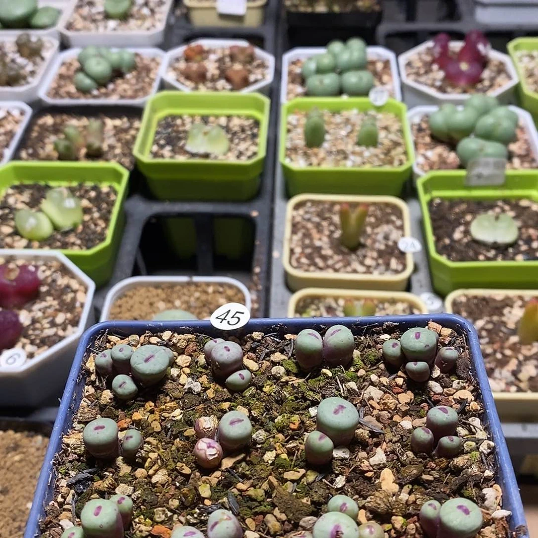 小红嘴，西巴女王，灯泡45号