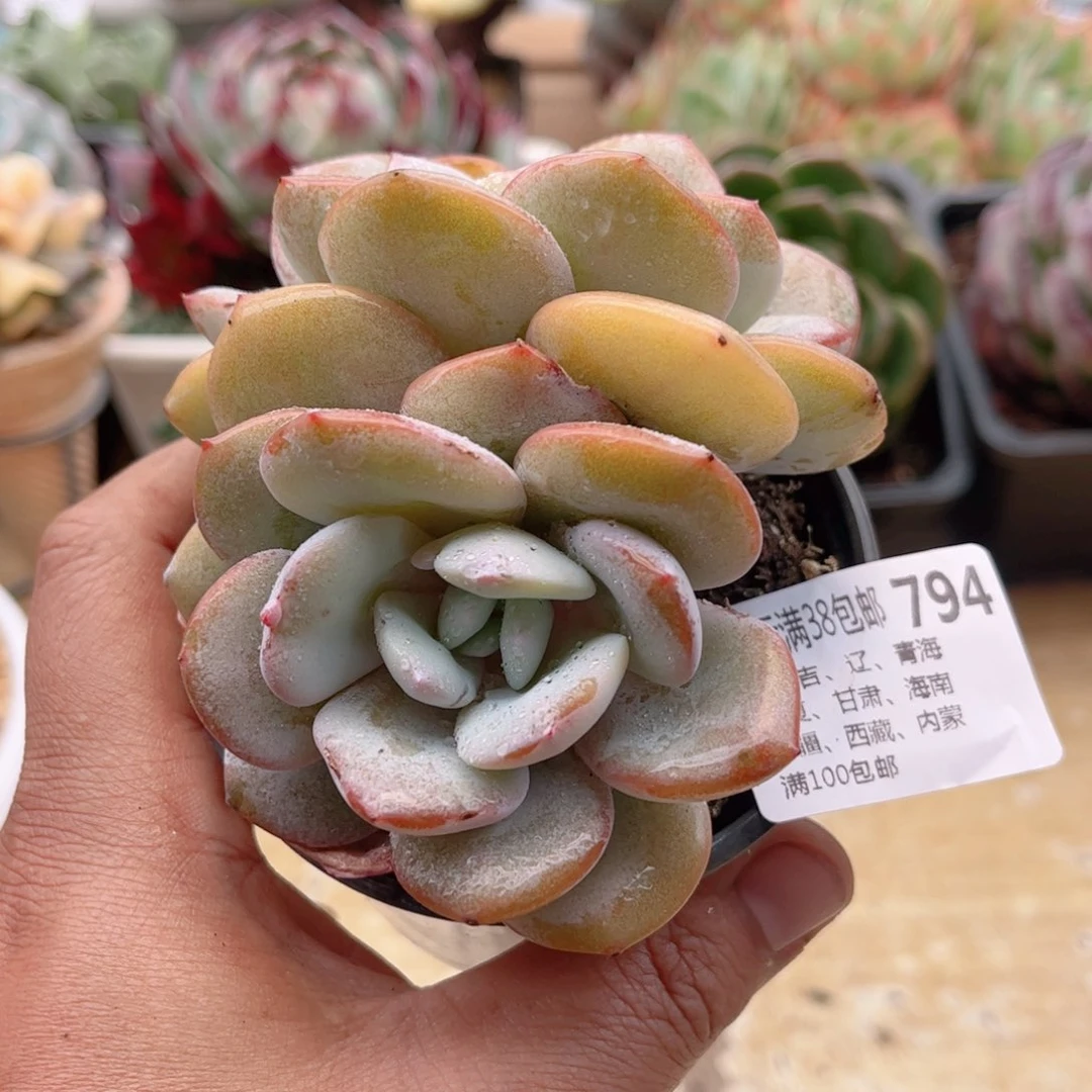 794奶茶德华多肉