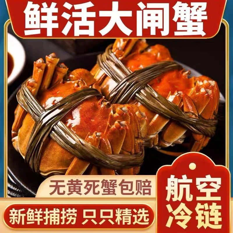 【活蟹】2.8-3.1两全母江苏鲜活河蟹冷链空运包邮到家6只送2只蔡
