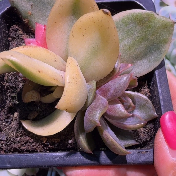紫水晶锦一颗多肉底座