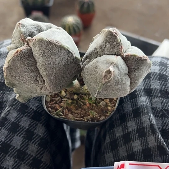 梅*酒实生鸾35667677778