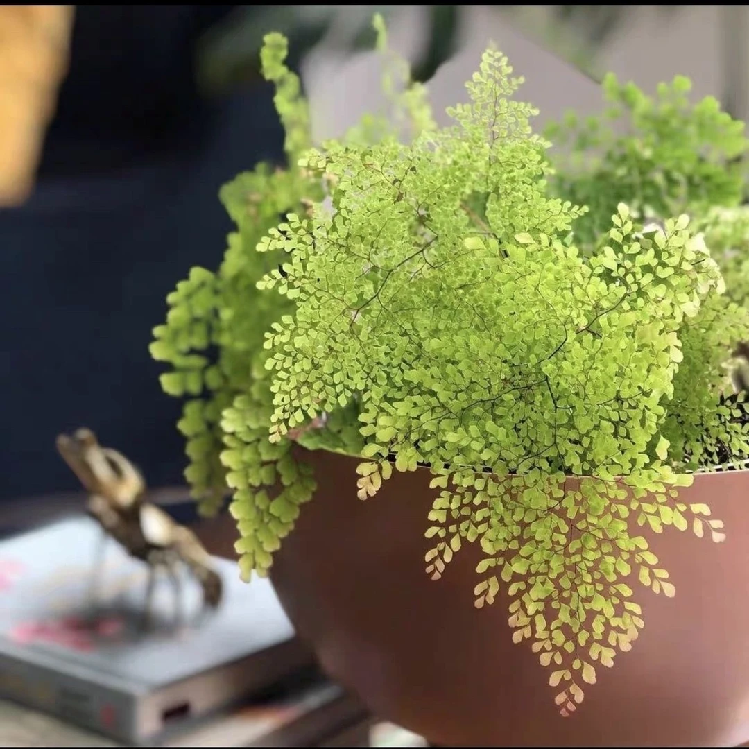 雨菲铁线蕨 密叶 小叶盆栽绿植耐阴室内净化空气多草本常绿观叶