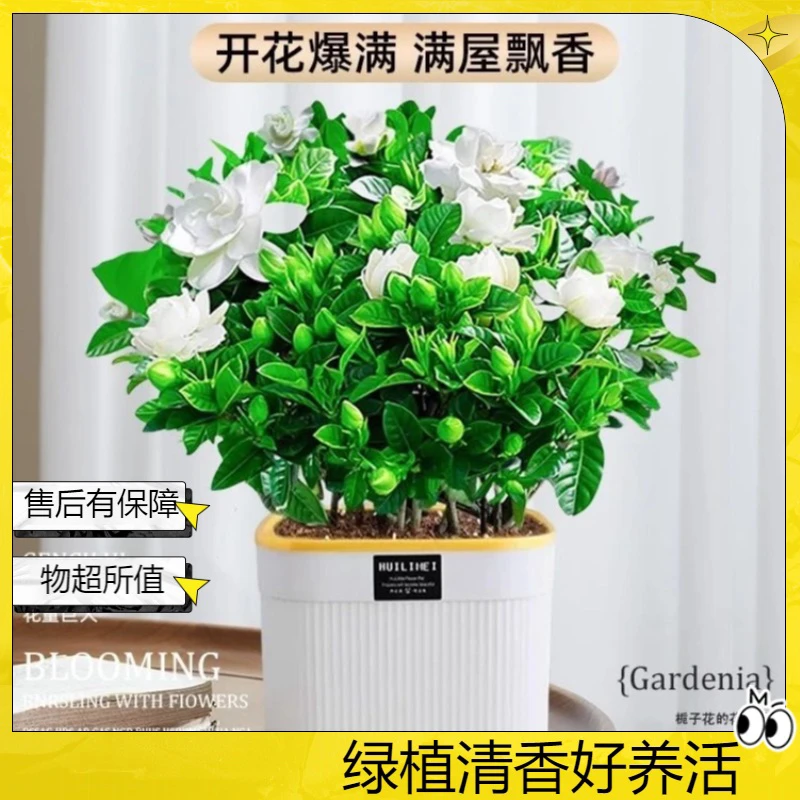 【带花苞发货】栀子花盆栽带花苞四季开花浓香型室内好养花卉