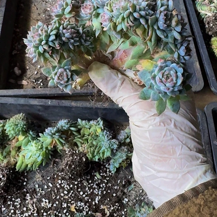 小***.一物一拍不退不换