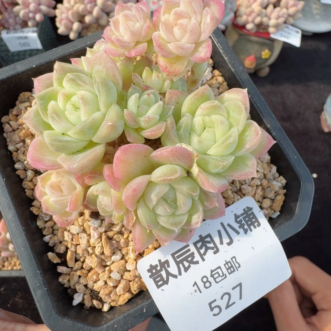 多肉植物  527  麦秆