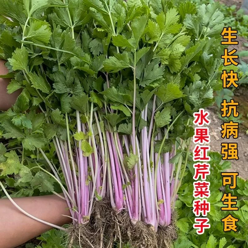 当季新品】四季紫香芹种子红芹菜种籽红色紫色孑盆栽蔬菜阳台籽种