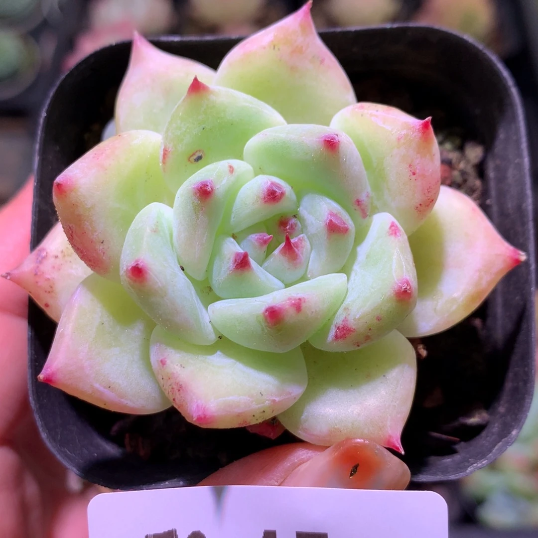 乐然 2-45 白拉糖