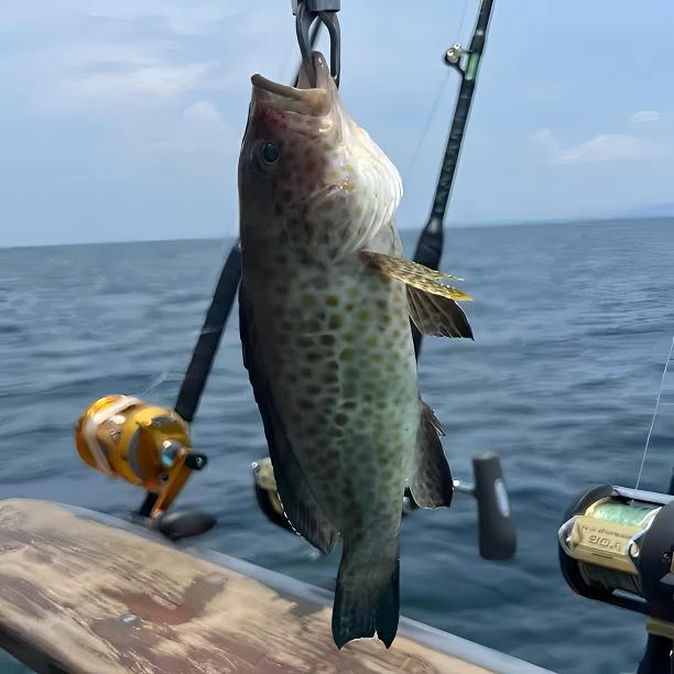 北海海钓野生石斑鱼芝麻斑清蒸红烧