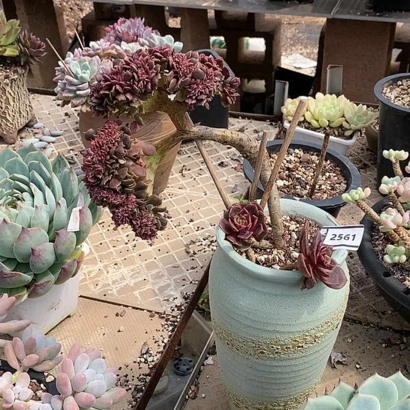 【闪购商品】c*k大红袍缀2561