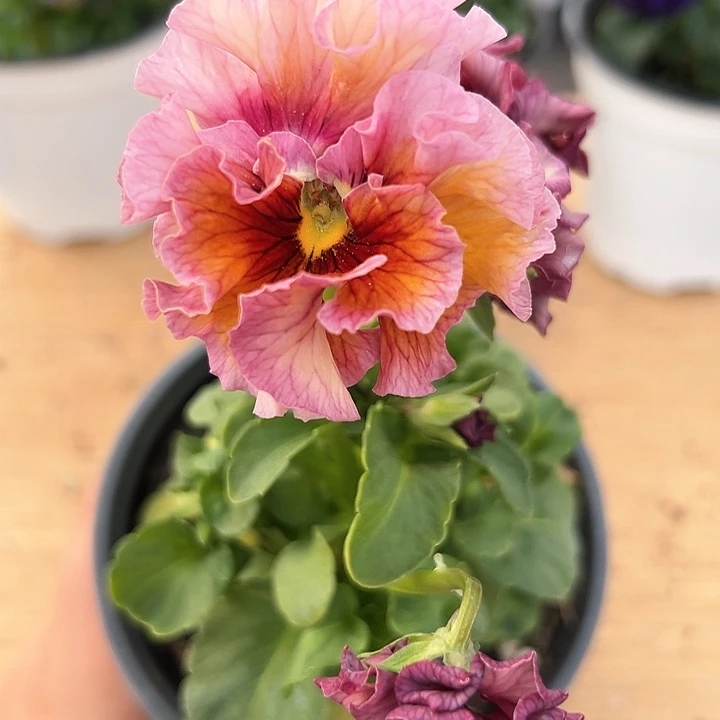 红陶抖音直播闪拍104