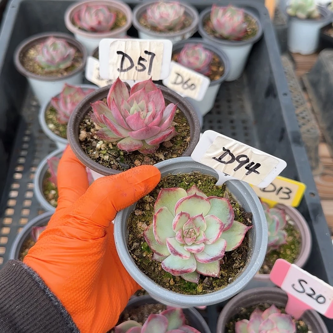 重****肉D57-94惊鸿单头多肉