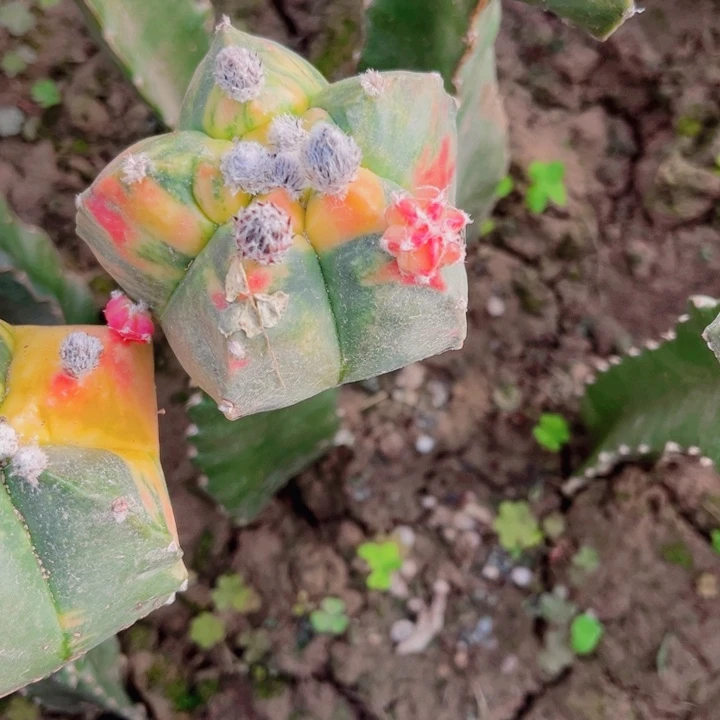 得*鸾凤玉锦三角嫁接