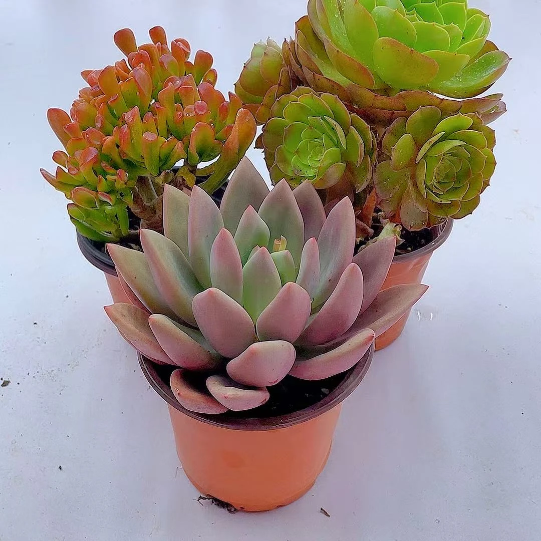 多肉盆栽 拍一发三【带盆土发货】多肉植物 净化空气