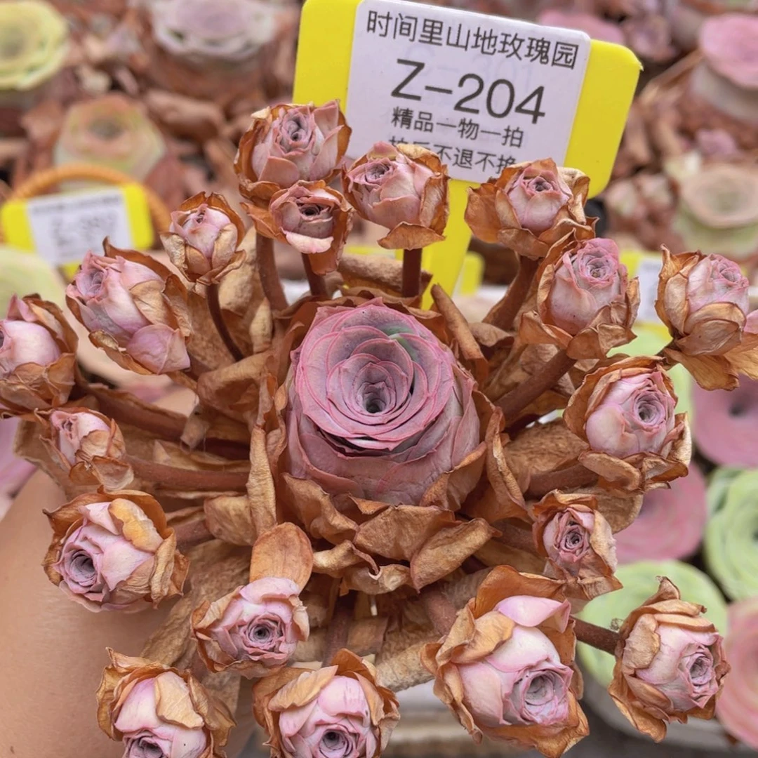 山地玫瑰Z204裸根发货不售后